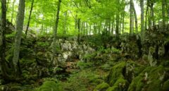 Baños de bosque: así nos beneficia un paseo por la naturaleza ​