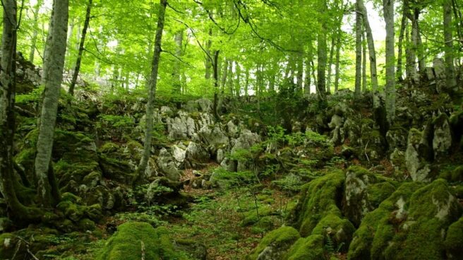 Hayas en la Selva de Irati, el mayor bosque de Europa