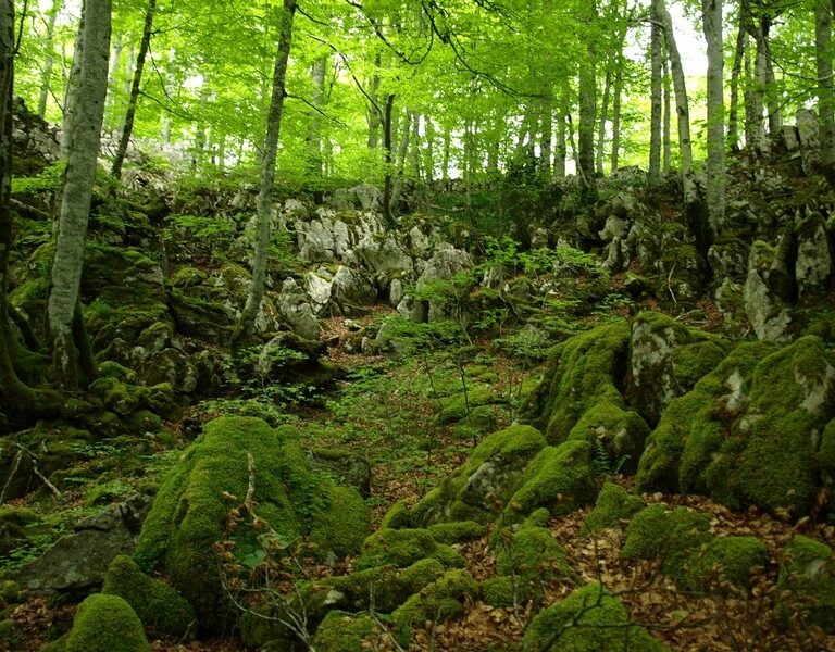 Baños de bosque: así nos beneficia un paseo por la naturaleza ​