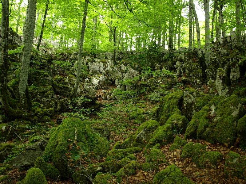 Hayas en la Selva de Irati, el mayor bosque de Europa