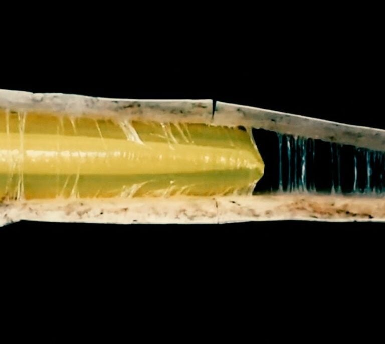 Robots que crecen como plantas para llegar a lo inalcanzable