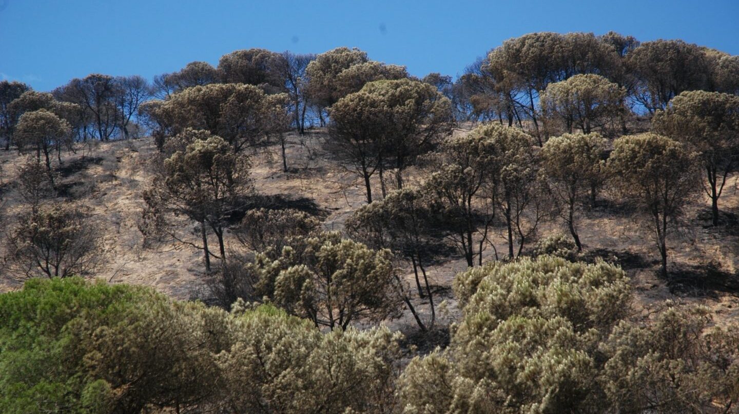 Doñana un mes después