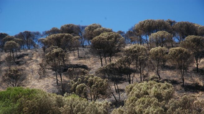 Doñana un mes después