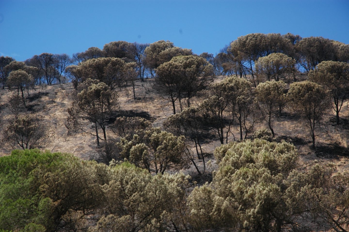 Doñana un mes después