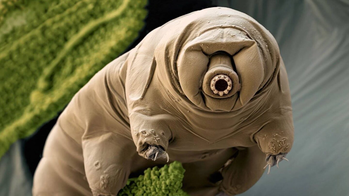 El tardigrado: el bicho que sobrevivirá hasta la muerte del Sol