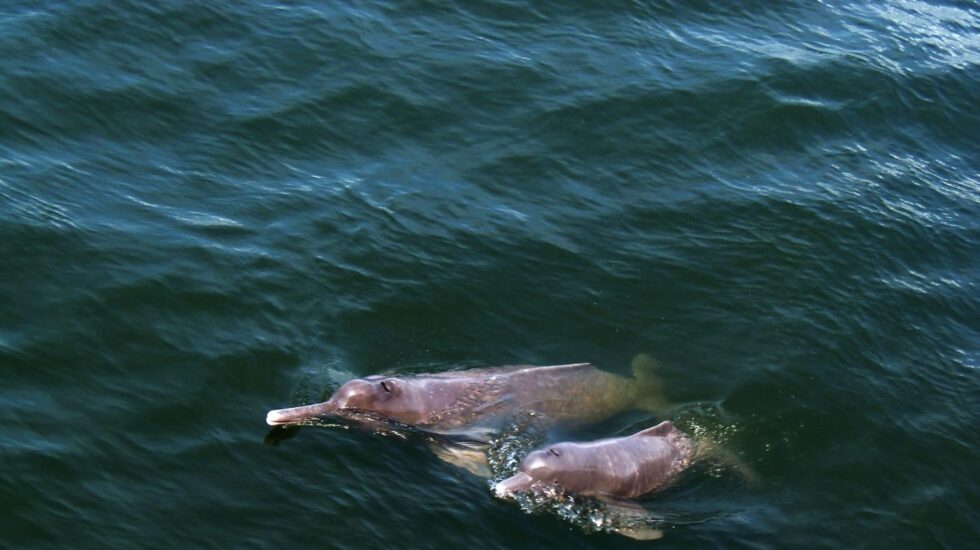 Nueva especie de delfín rosa de río (Inia Araguaiaensis)