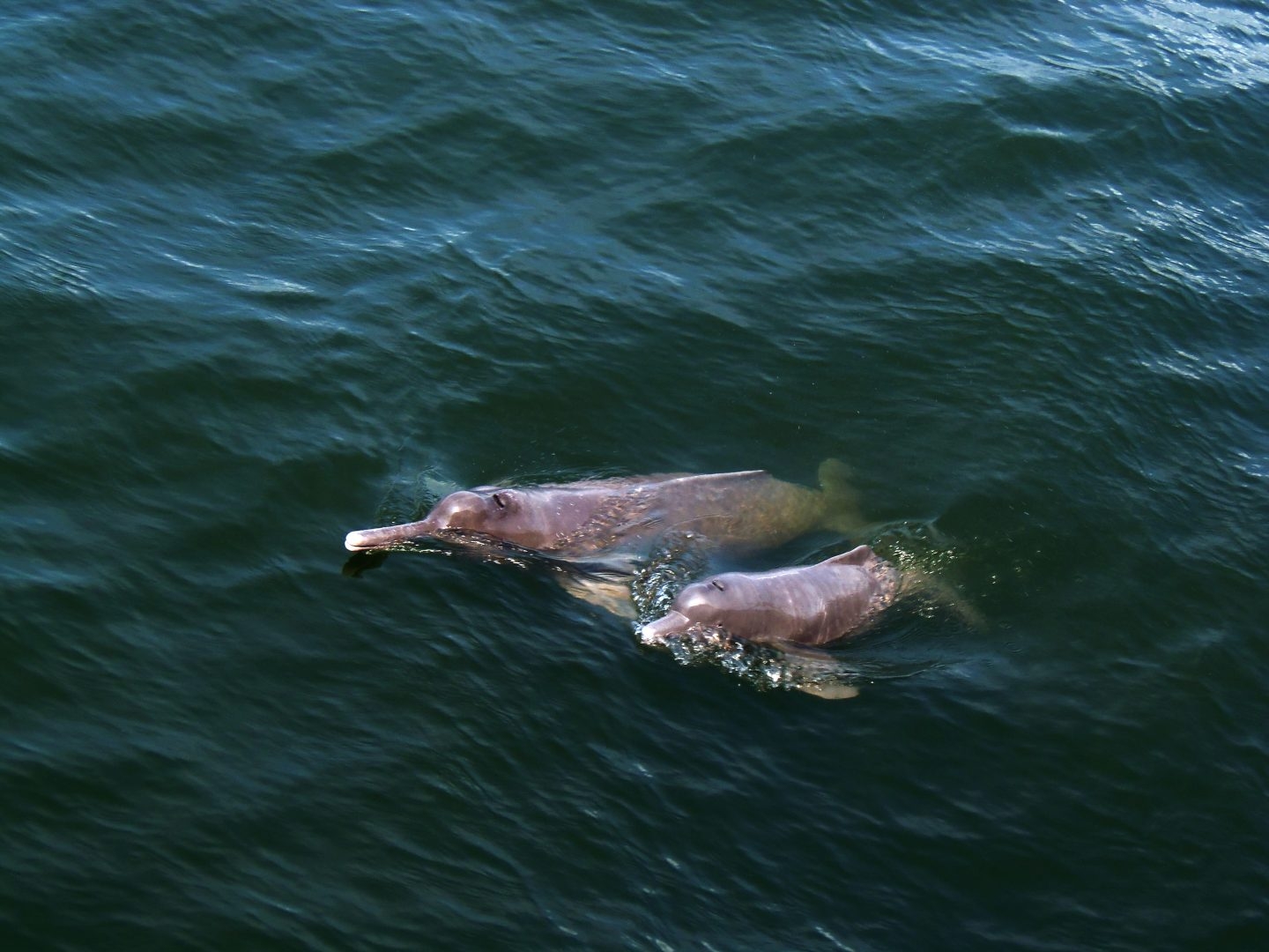 Nueva especie de delfín rosa de río (Inia Araguaiaensis)