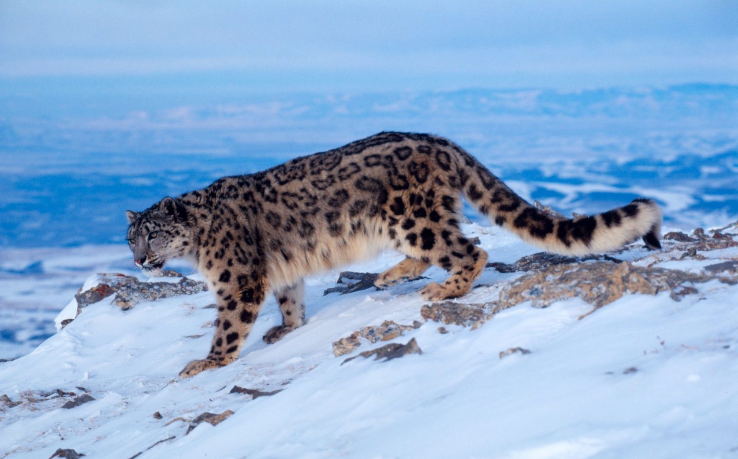 Leopardo de las nieves. K