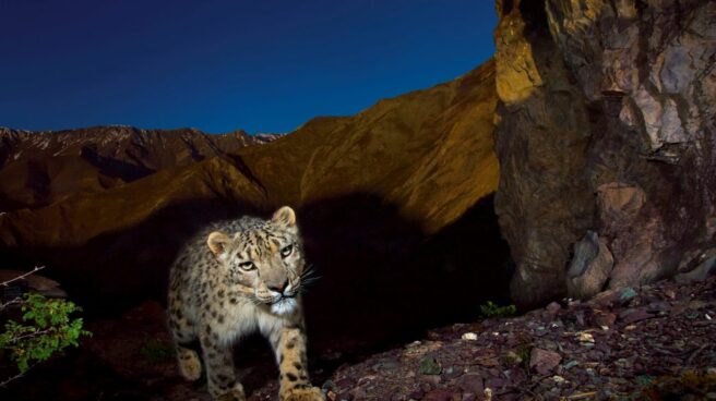 Una oportunidad para el leopardo de las nieves