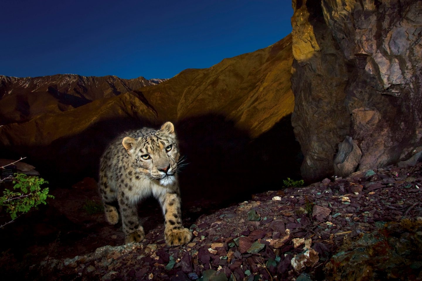 Leopardo de las nieves.