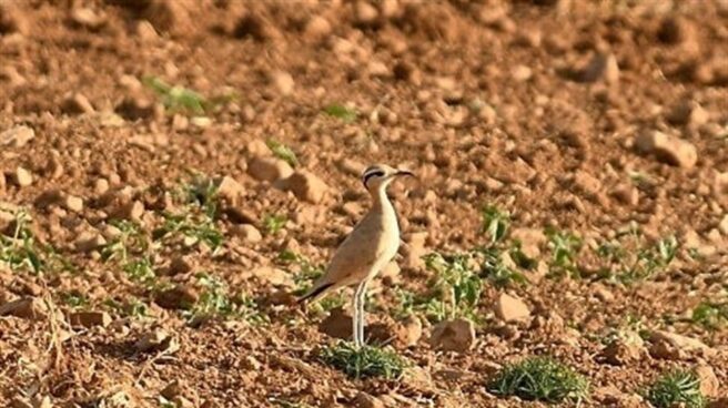 El corredor sahariano, un ave del desierto, cría en Granada por primera vez