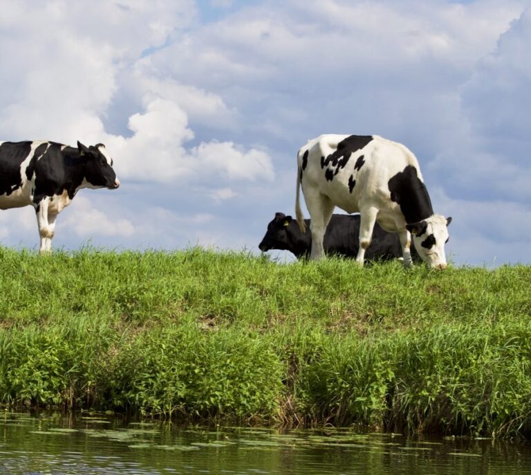 Así esquiva Danone el veto ruso para vender leche