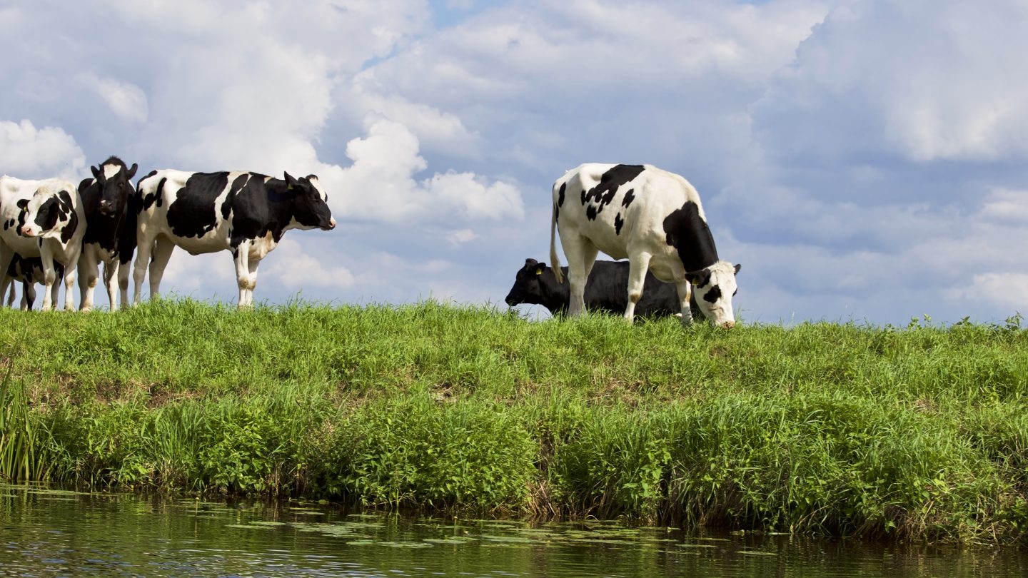 Rusia es el tercer mercado para el gigante agroalimentario francés.