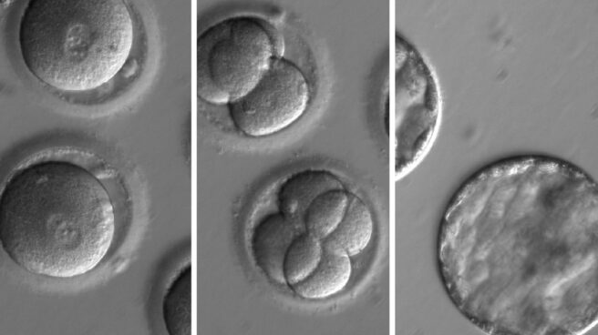 Secuencia en la que se observa el desarrollo de embriones tras la 'inyección' de la enzima correctora.
