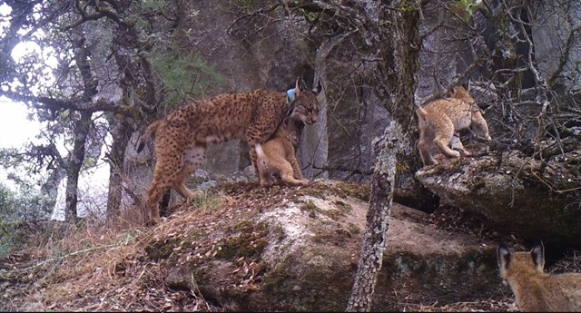 Localizan en los Montes de Toledo una camada de linces de una hembra liberada en Extremadura