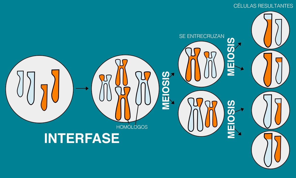 Esquema general de la meiosis en cromosomas