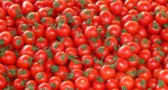 Marruecos lleva la presión política con España al campo y exporta un 30% más de tomates a Europa