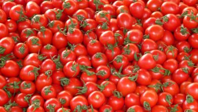 Marruecos lleva la presión política con España al campo y exporta un 30% más de tomates a Europa