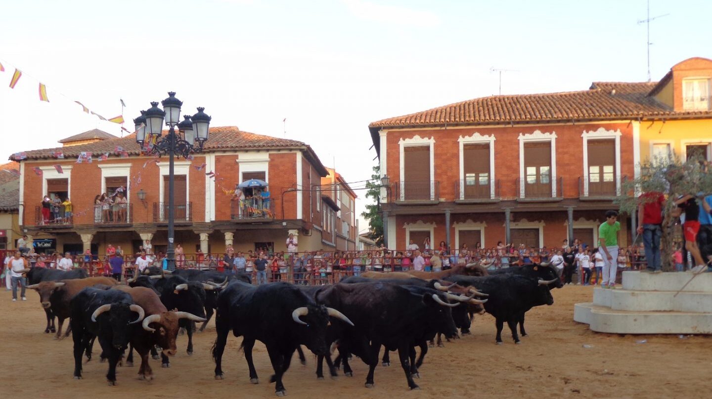 Toros, novillos y vacas durante las fiestas de San Roque, en Villalpando.
