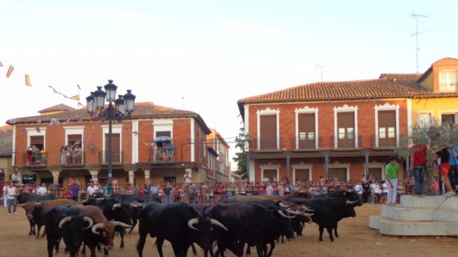 Toros, novillos y vacas durante las fiestas de San Roque, en Villalpando.