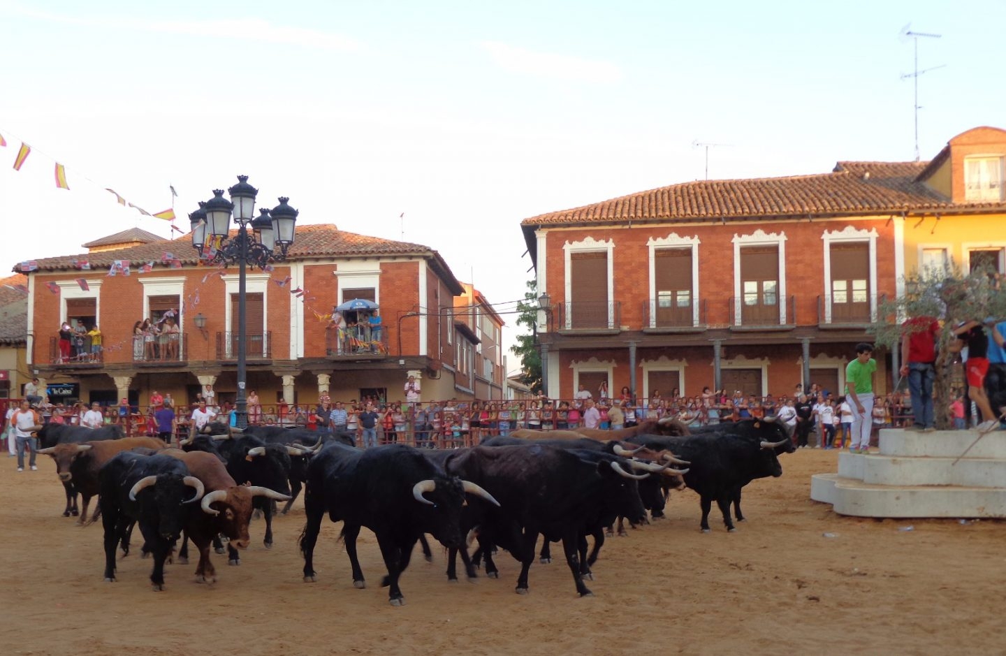 Toros, novillos y vacas durante las fiestas de San Roque, en Villalpando.