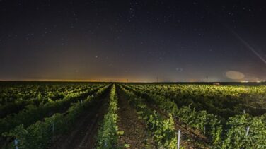 Cuando el vino llega de noche
