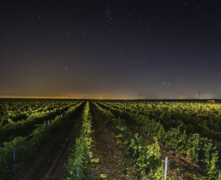 Cuando el vino llega de noche