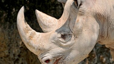 Cuernos de laboratorio para salvar al rinoceronte