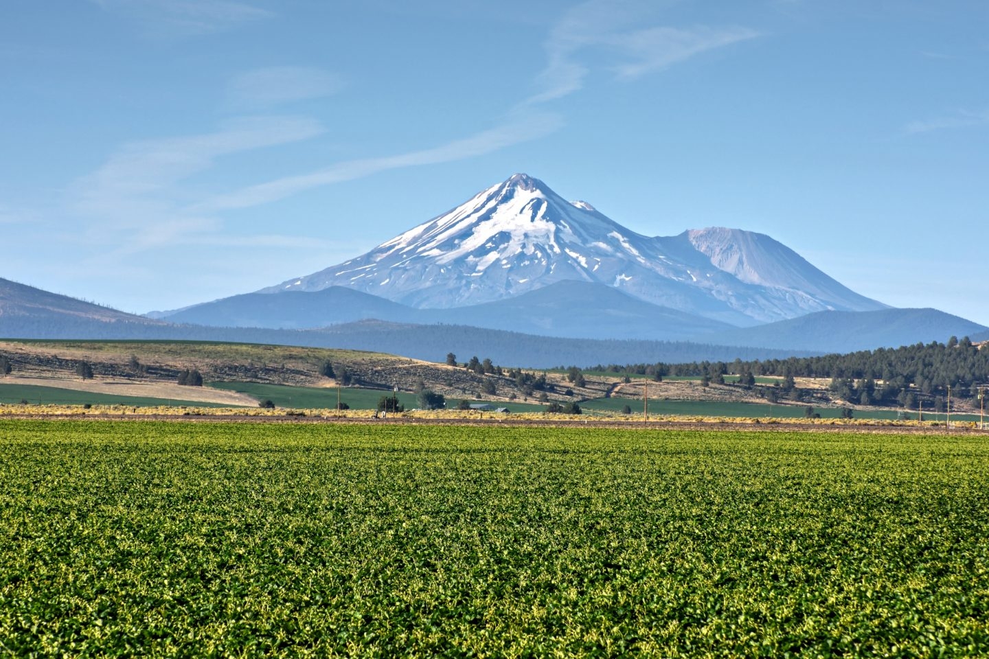 Vivero de Planasa.