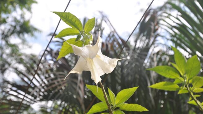 burundanga