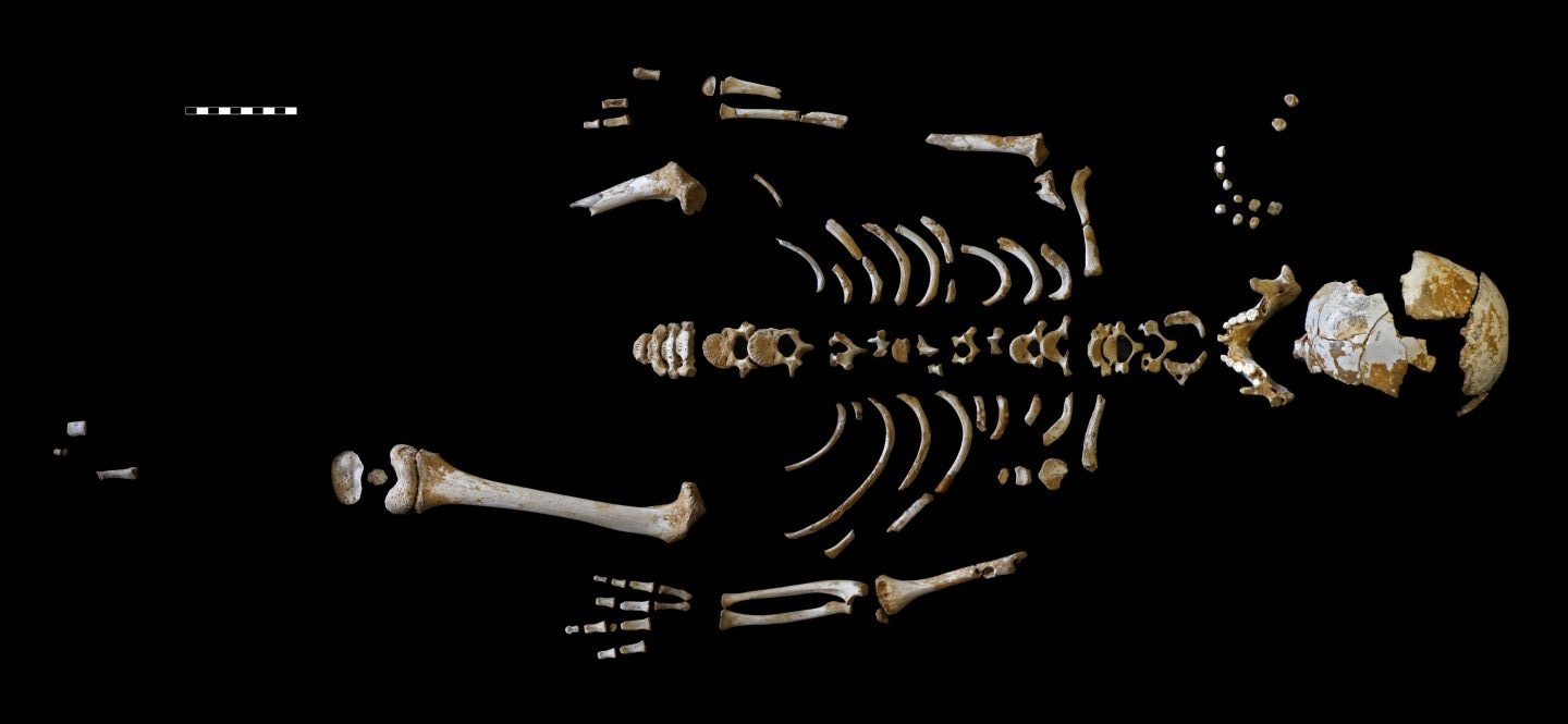 Esqueleto del niño neandertal recuperado en la cueva de El Sidrón