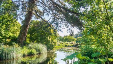 El 30% de las especies vegetales conocidas está en jardines botánicos