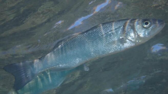 El calentamiento global altera la expresión genética de los peces