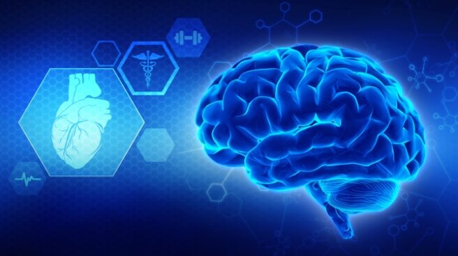 Investigaciones del cerebro Investigaciones del cerebro