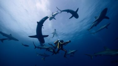 De Cousteau a Cousteau