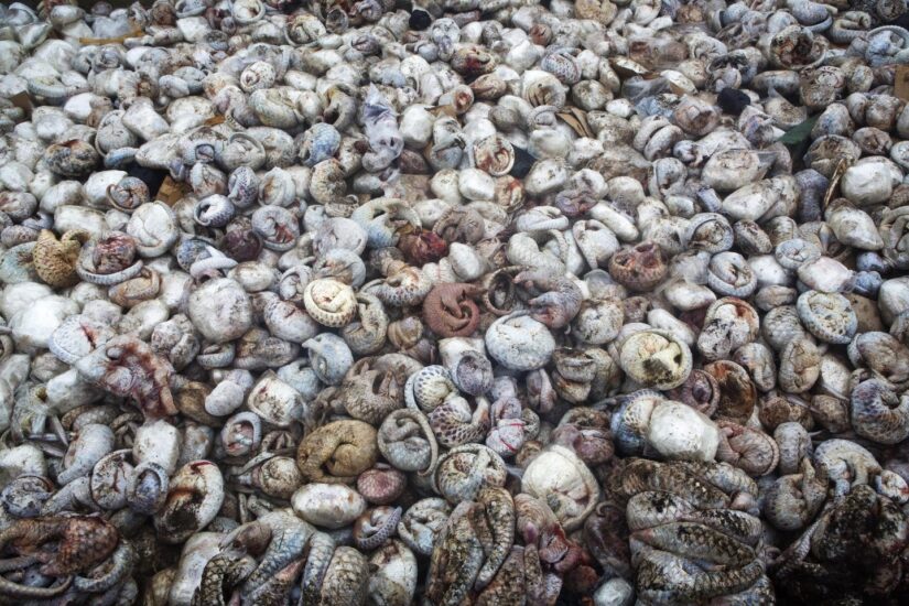 Aproximadamente 4000 pangolines descongelados después de sacarlos de un contenedor de envío en un puerto en Sumatra. Las escamas de Pangolin se usan en la medicina tradicional china y su carne es considerada como un manjar. ©Paul Hilton