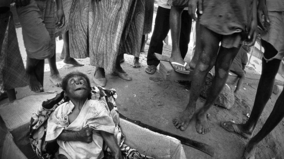 Cría de gorila huérfana a la venta en un mercado de carne de Camerún fue intercambiado por el fotógrafo por un anillo sin valor y llevado a un santuario en el otro extremo del país. Murió unos meses después. © Karl Ammann