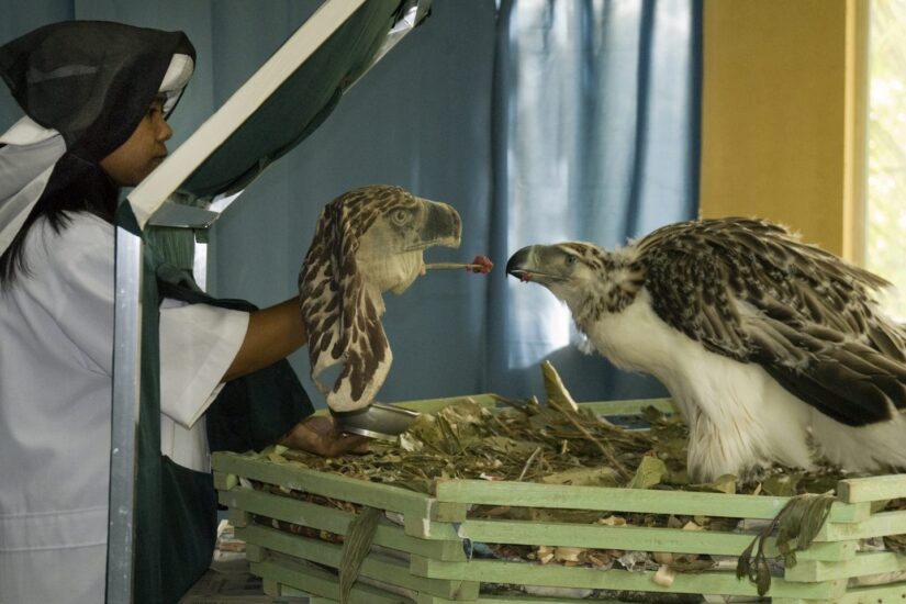 Una águila filipina criada en cautiverio alimentada en el Philippine Eagle Center. La pérdida de hábitat debido a la deforestación significa que estas águilas están en peligro crítico. Algunas aves criadas en cautiverio han sido liberadas nuevamente en la naturaleza. © Klaus Nigge