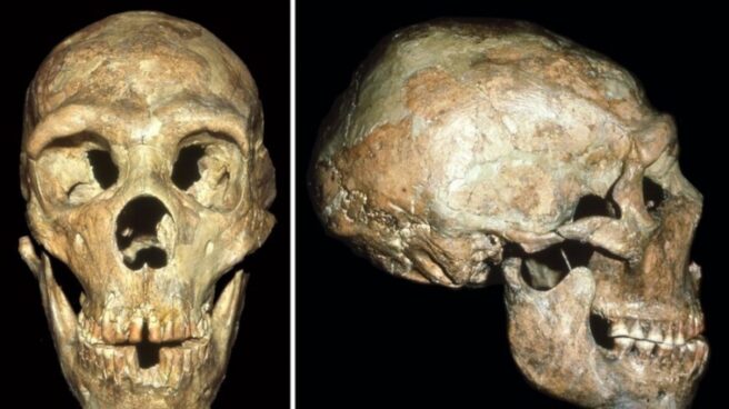 Centro Nacional Francés de Investigación Científica Calavera de Shanidar 1.