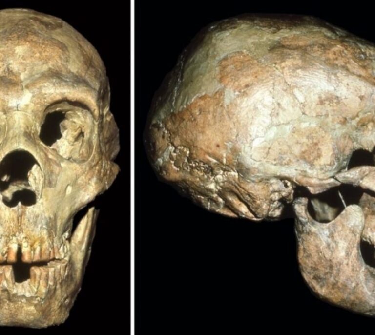 Un neandertal con discapacidad recibió protección hasta llegar a la vejez