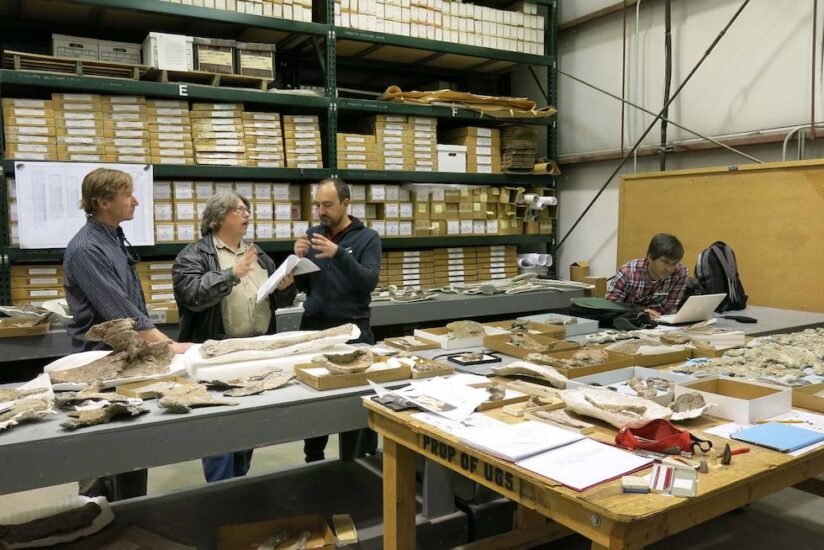 Estudio paleontológico de los fósiles de Mierasaurus bobyoungi en el laboratorio del Utah Geological Survey (Salt Lake City, Utah, EEUU).
