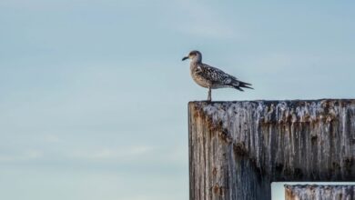 Las gaviotas prefieren comer los alimentos que te ven a ti tocar