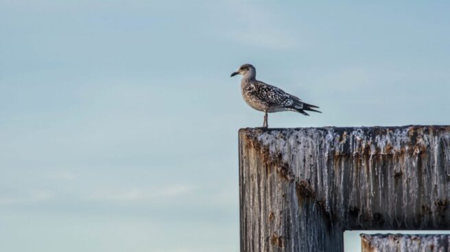 Gaviota-Andrea Arias