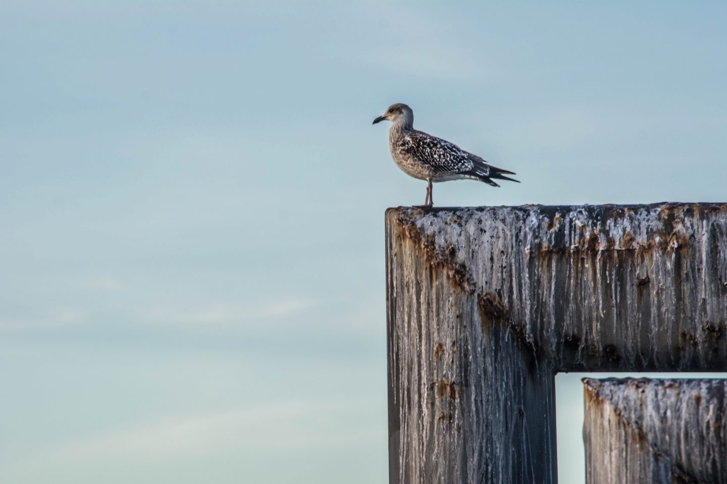 Las gaviotas prefieren comer los alimentos que te ven a ti tocar