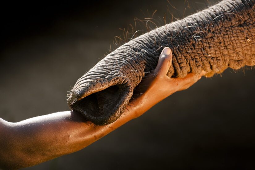 El elefante criado huérfano hasta su madurez y después liberado como parte de un estudio a largo plazo de animales rehabilitados. Abu Camp, Okavango, Botswana. © Chris Packham
