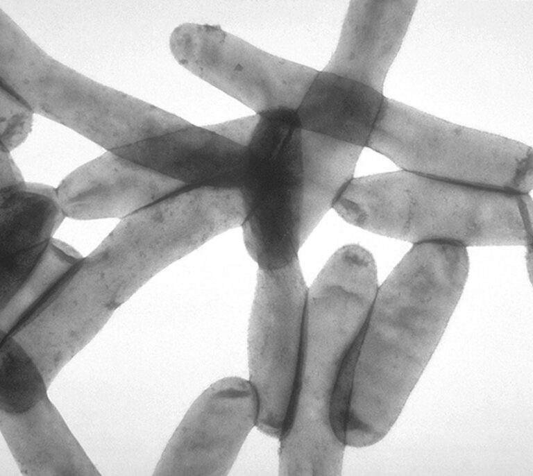 Dos muertos por un brote de legionella en la localidad barcelonesa de Llinars del Vallès