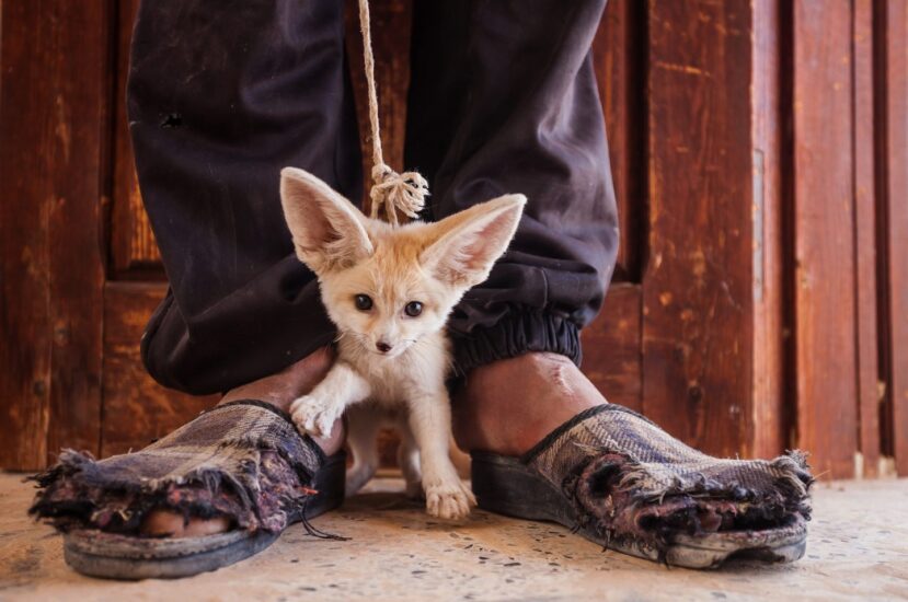 Los zorros de Fennec son capturados para el comercio ilegal de mascotas. Este cachorro de tres meses estaba a la venta en un mercado en el sur de Túnez. ©Bruno D'Amicis