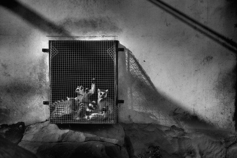 Lémures de cola anillada en peligro de extinción en el Zoo de Whenzou, en Zhejiang, China. Hoy en día, los conservacionistas creen que esta especie cuenta con solo 2000 individuos en la naturaleza ©Zheng Xiaoqun