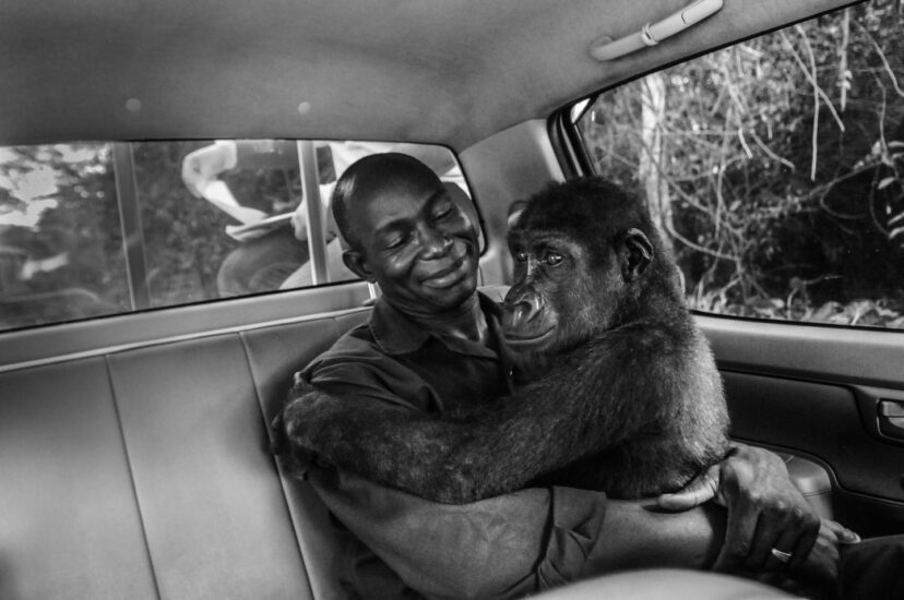 Un gorila en manos de su cuidador, mientras conducen a un santuario nuevo y más grande de cuidado de simios huérfanos o cautivos rescatados por Ape Action Africa en Camerún. © Jo-Anne McArthur