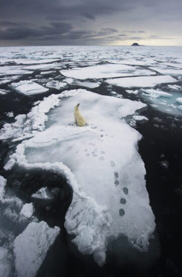 El oso polar es una especie amenazada. El hielo marino en retroceso debido al calentamiento global son problemas serios en el futuro. Además, hasta 1.000 osos mueren cada año por trofeos y por el comercio legal e ilegal de vida silvestre. © Ole J Liodden